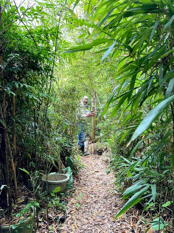 吉永観賞用・竹笹栽培農園 世界竹研究所