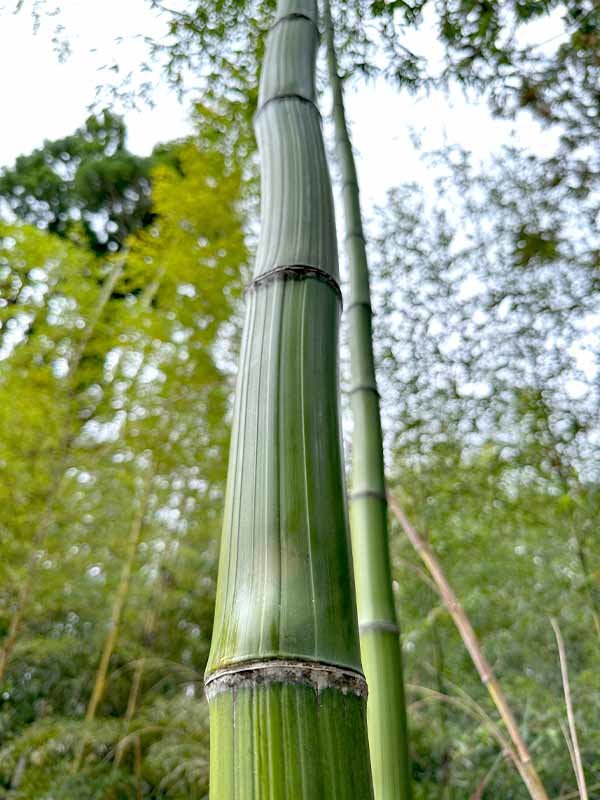 吉永観賞用・竹笹栽培農園 世界竹研究所、シボ竹