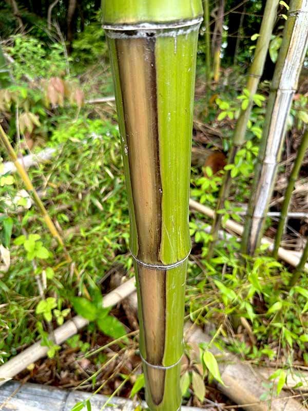 竹、BAMBOO