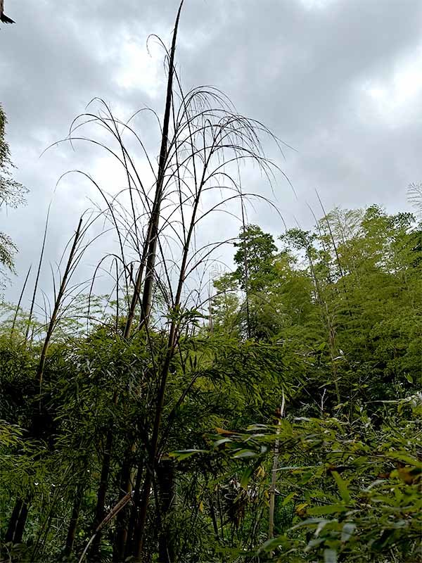 梅雨の竹林