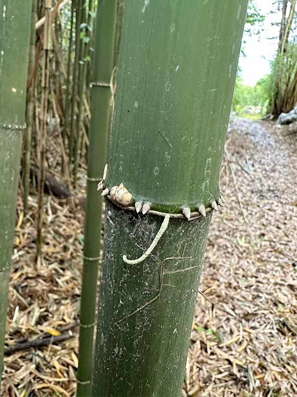 吉永観賞用・竹笹栽培農園 世界竹研究所、四方竹