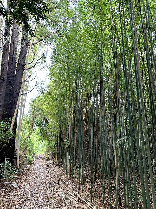吉永農園、世界竹研究所、竹林