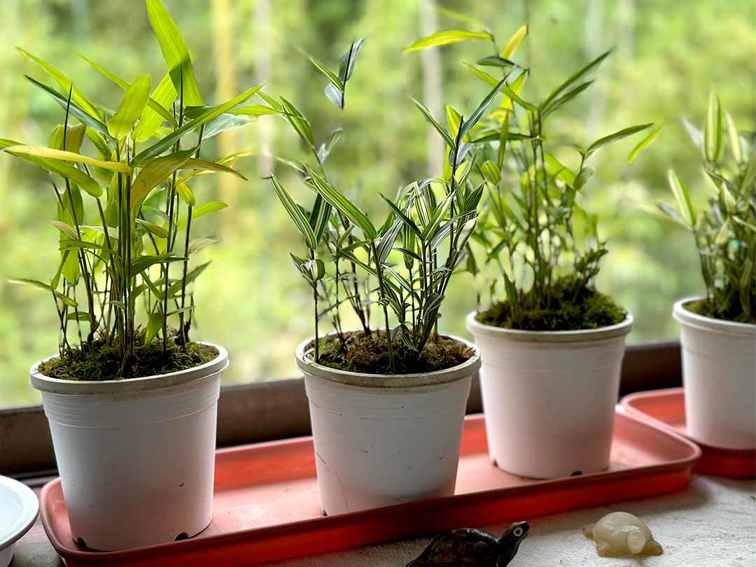 吉永竹農園、世界竹研究所、鉢植え