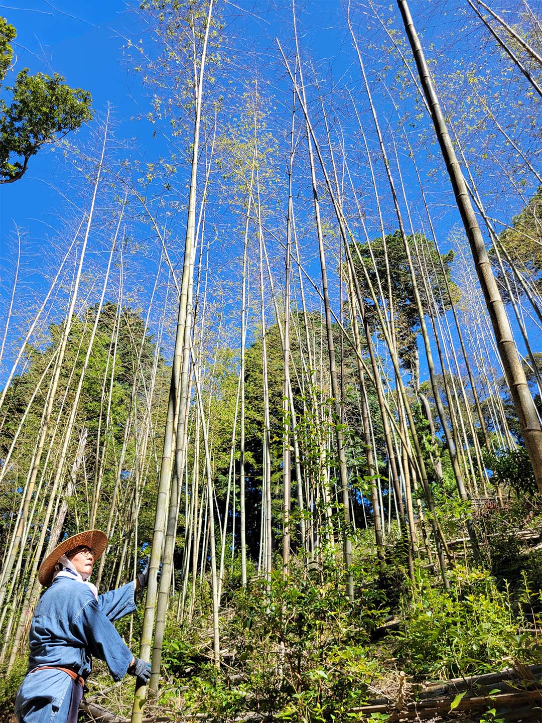 開花した後の虎竹林