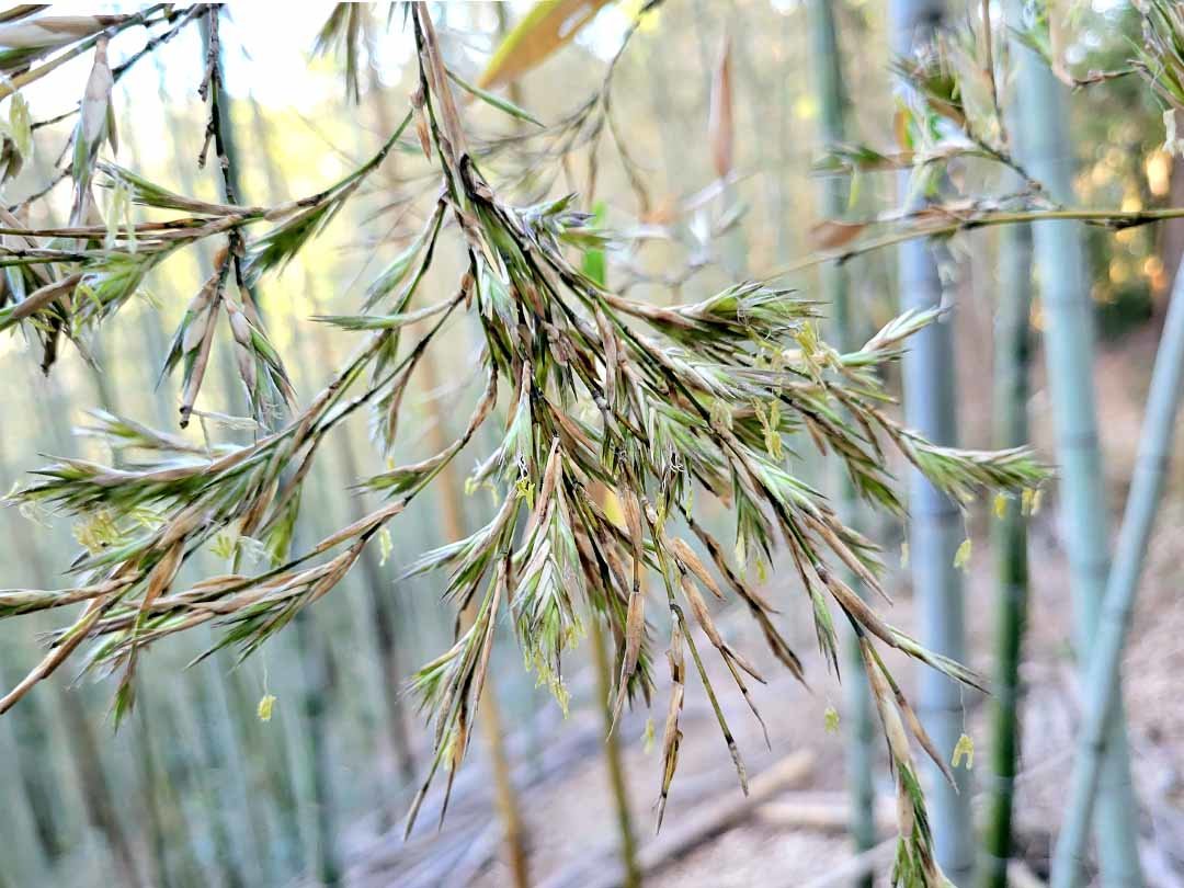 虎竹の花