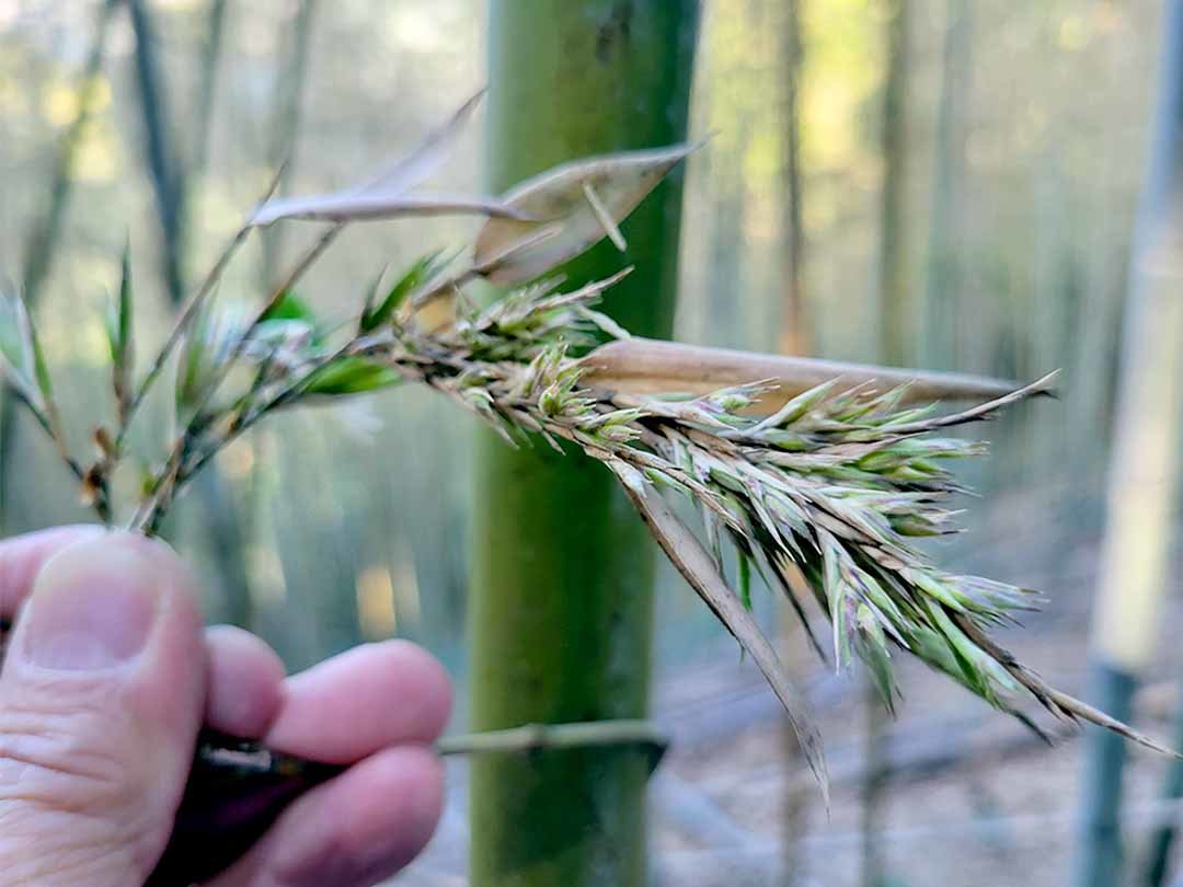 虎竹の花
