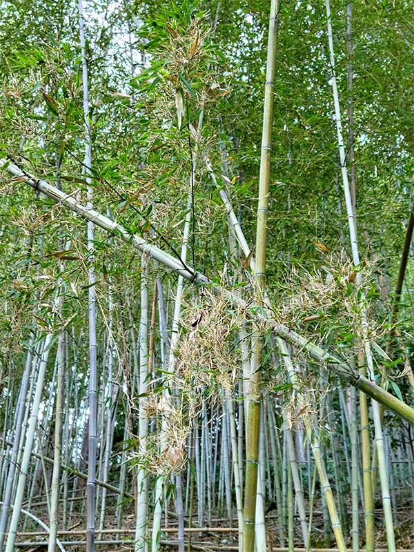 天狗巣病