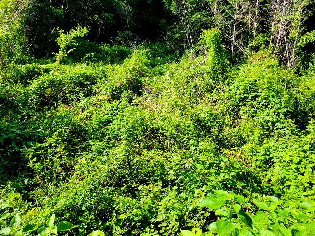 黒竹開花後の草におおわれた竹林