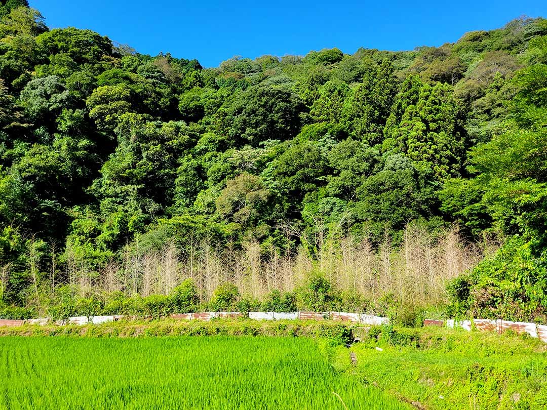 黒竹開花した竹林