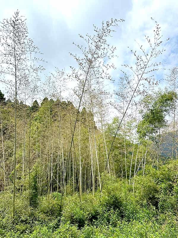 開花後の黒竹の竹林