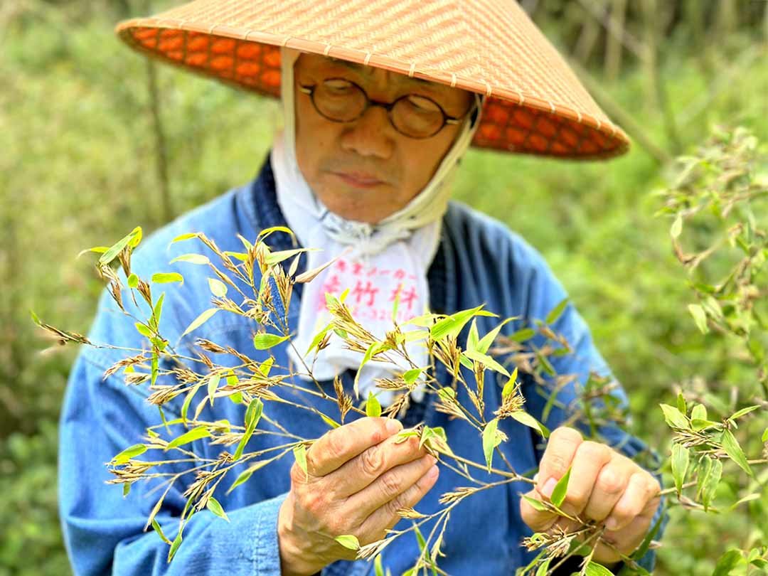 竹の花