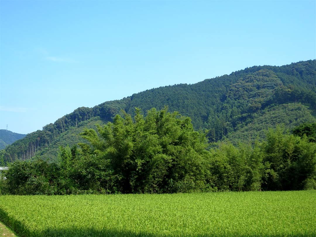 蓬莱竹