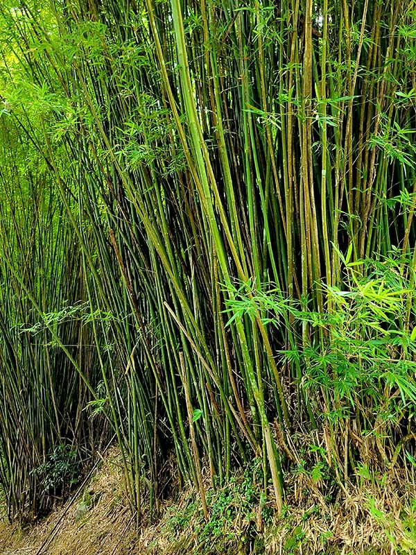 蓬莱竹