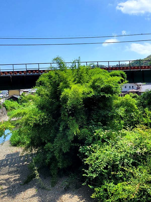 伐採された蓬莱竹