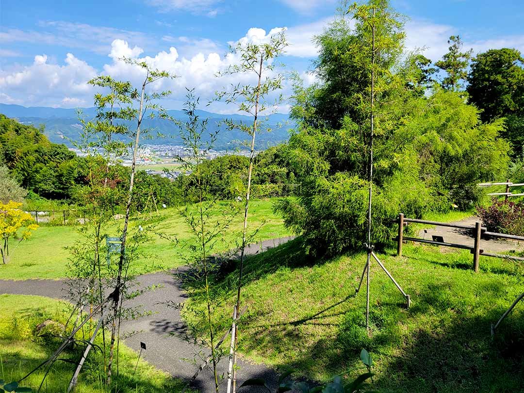 高知市内の見渡せる牧野植物園