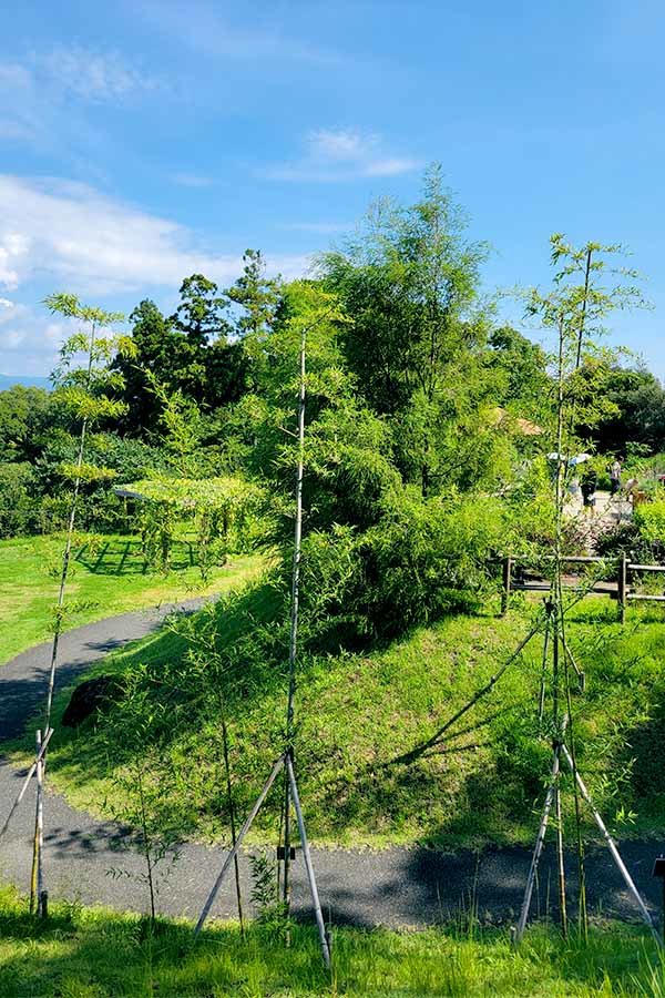 牧野植物園ふむふむ広場の虎竹