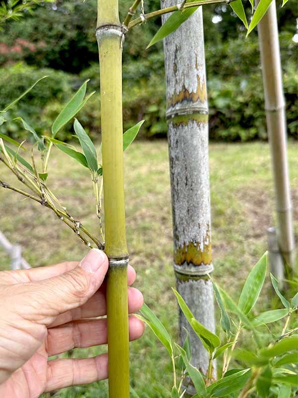 虎竹の若竹