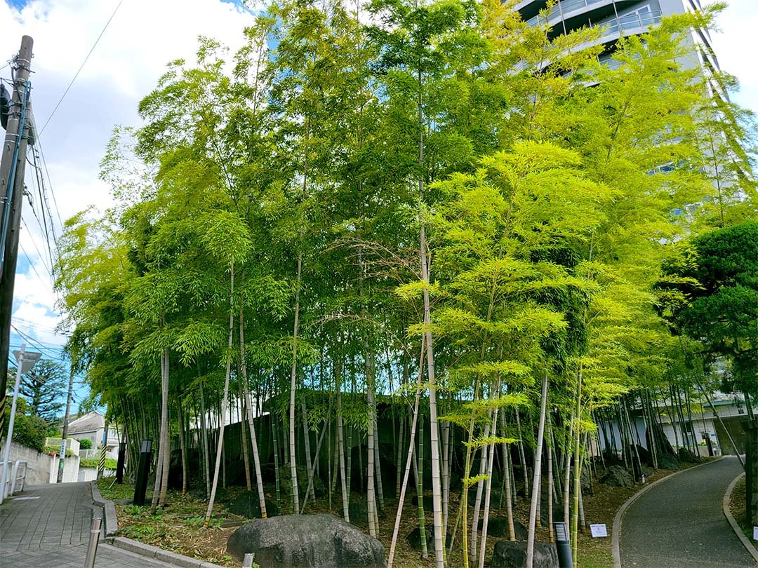 東京の孟宗竹