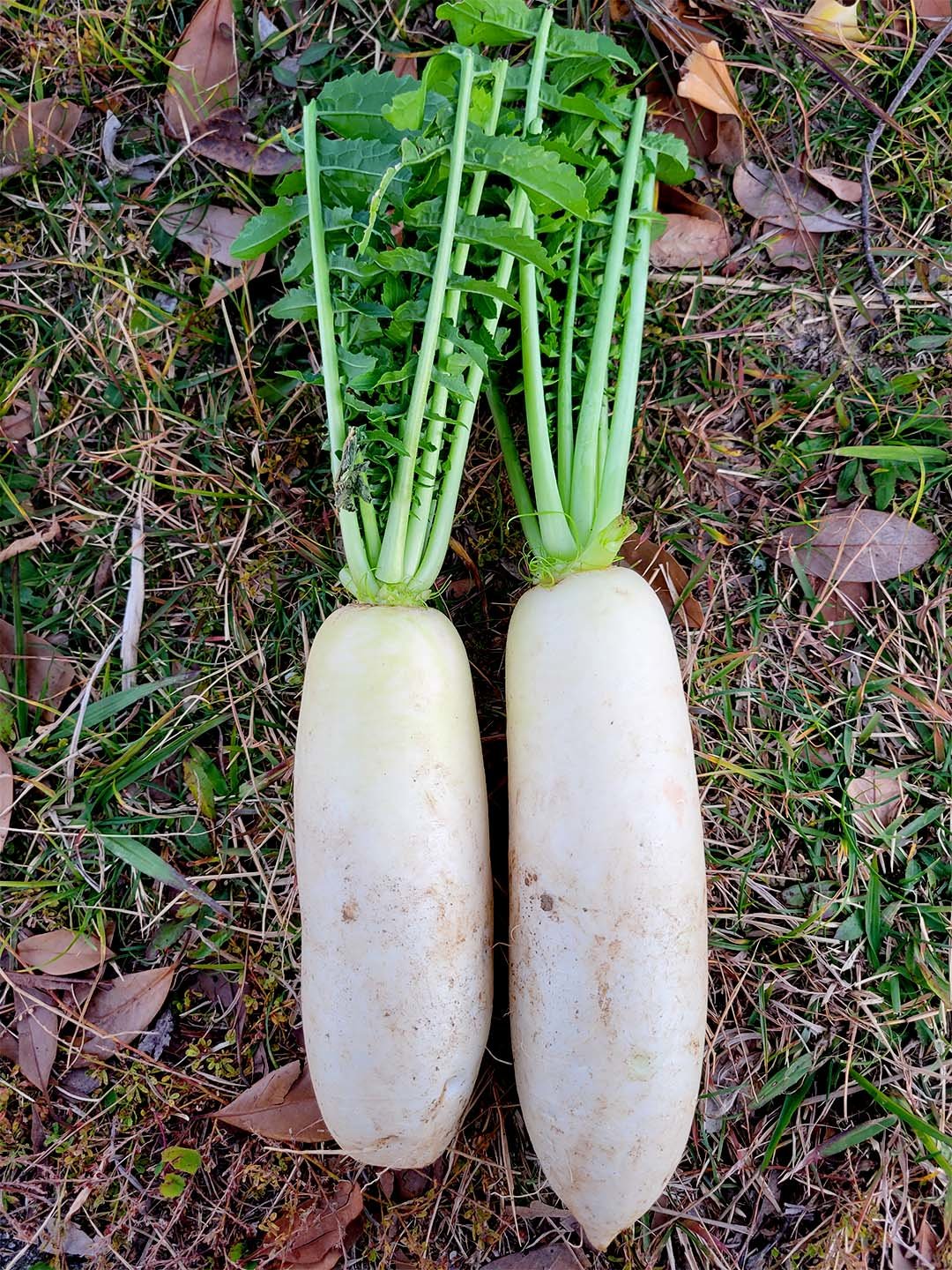 竹の内職さんから頂いた大根