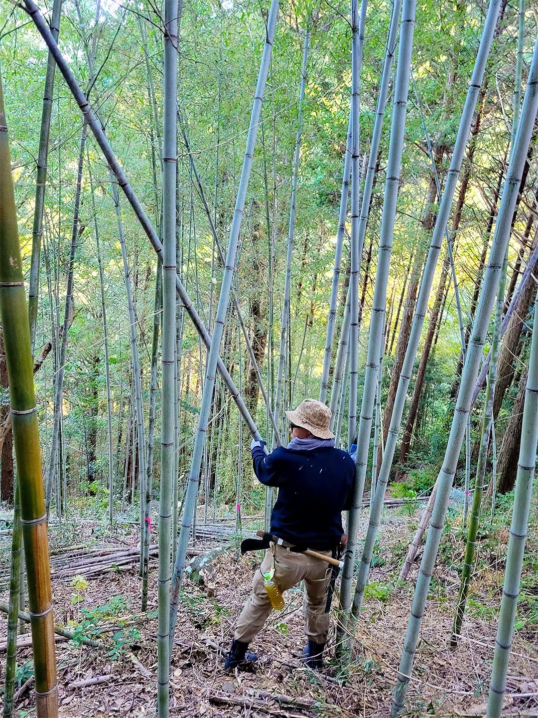 虎竹伐採