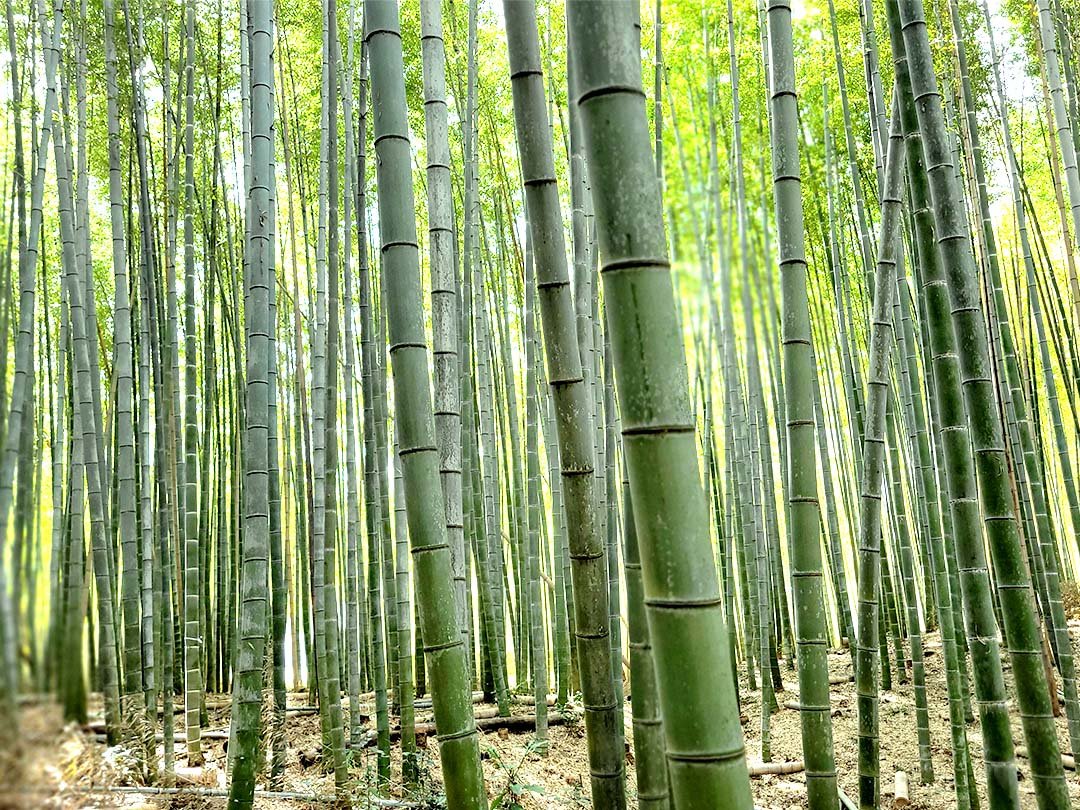 孟宗竹