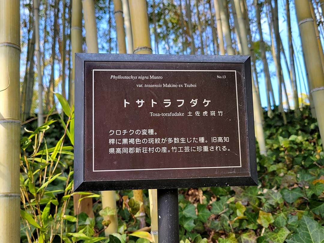 京都市洛西竹林公園の土佐虎斑竹