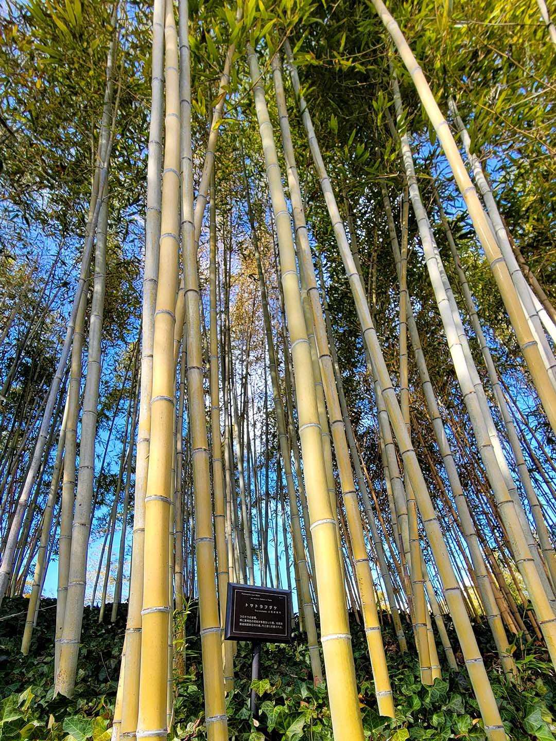 京都市洛西竹林公園の虎竹