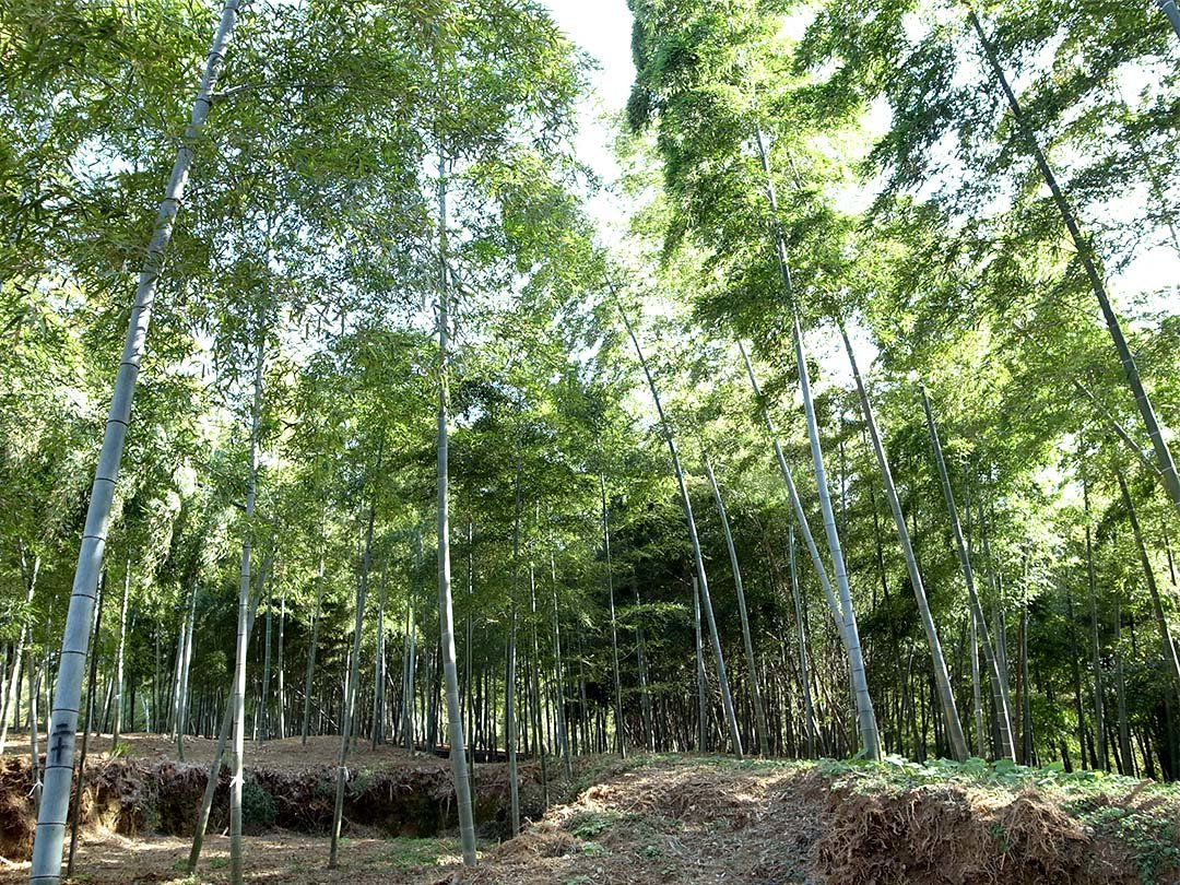 筍畑の竹林