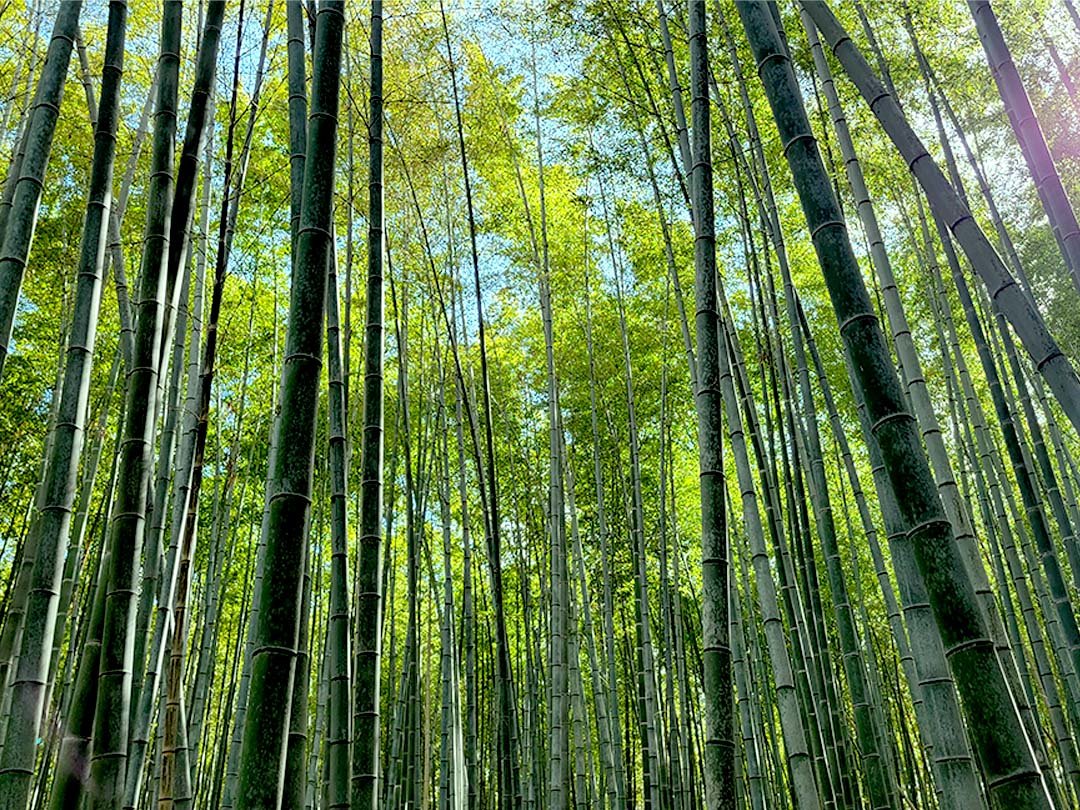 孟宗竹