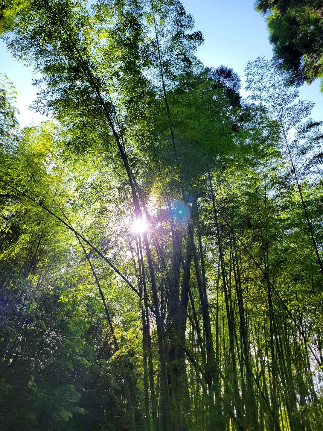 日本の孟宗竹