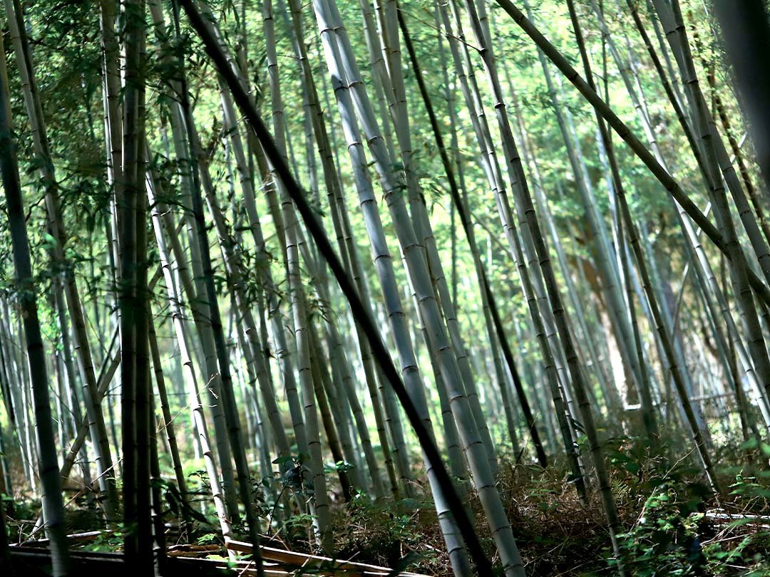 虎竹の竹林