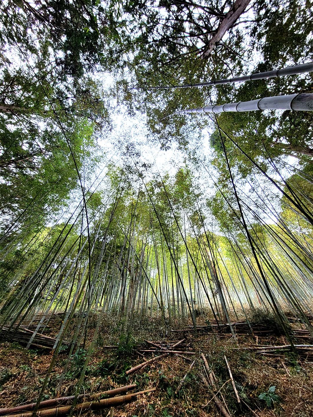 虎竹の竹林