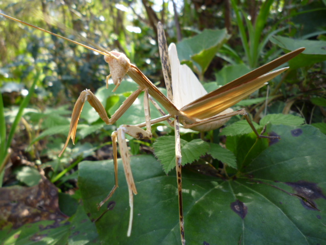 虎竹のカマキリ