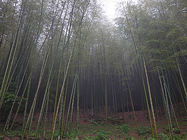 雨の竹林