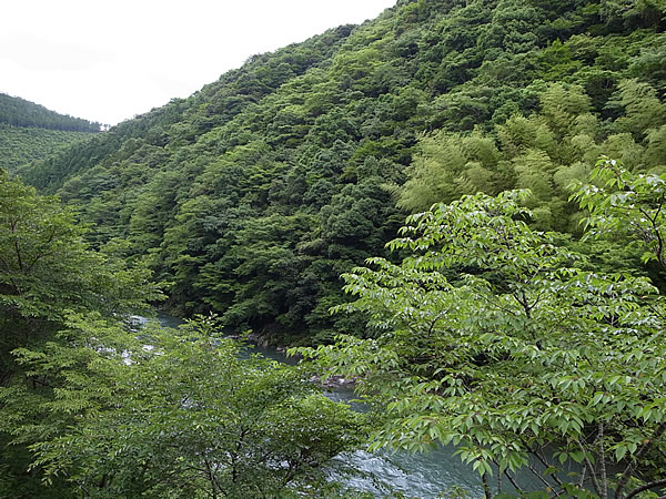 森林県高知