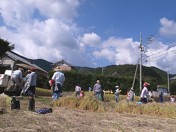 安和の稲刈り