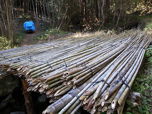 虎竹の山だし