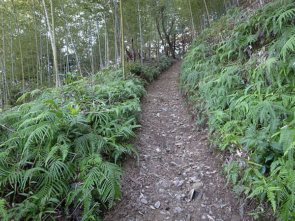 虎竹の里の山道