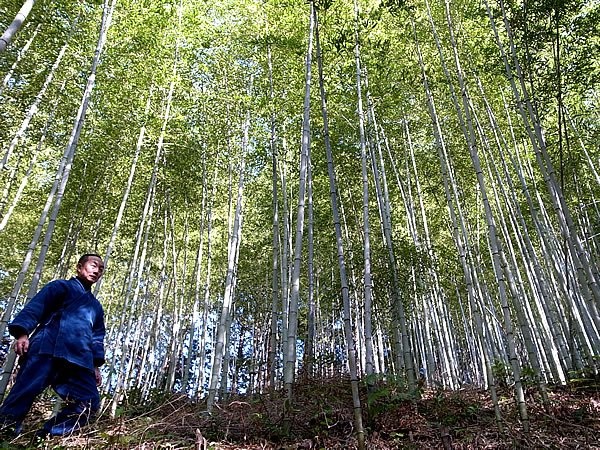 日本唯一虎竹の林