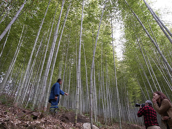 虎竹竹林