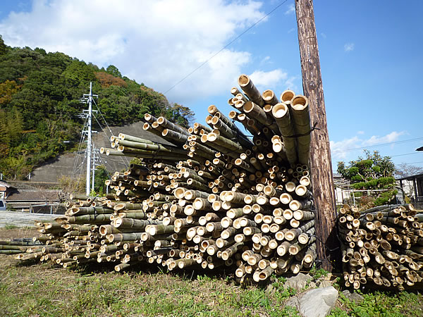 土場の虎竹