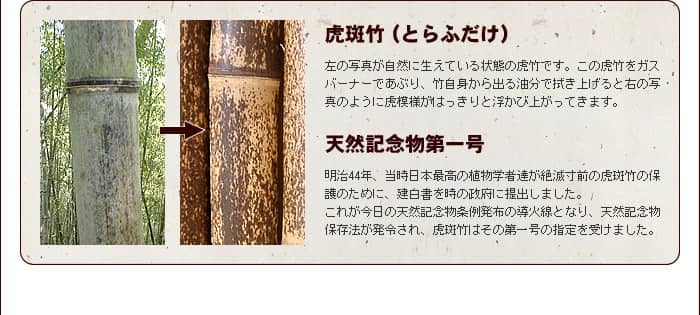 虎斑竹について