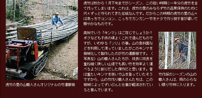 虎竹の伐採