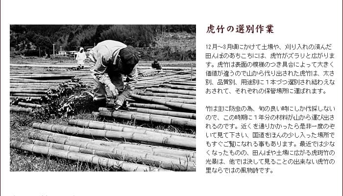 虎竹の選別作業