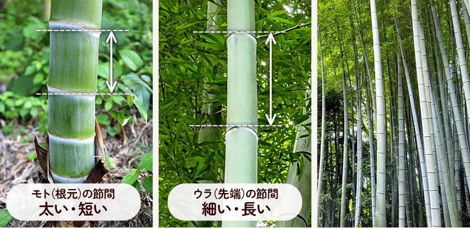 青竹踏み二節の理由