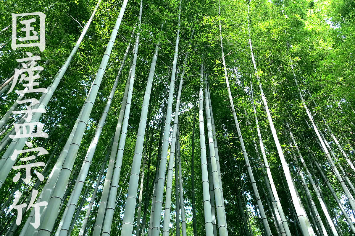 国産孟宗竹