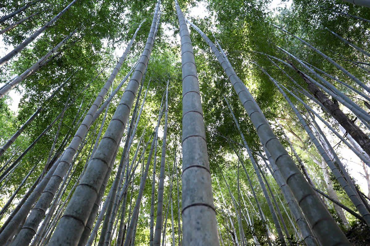 竹炭（園芸用） 虎斑竹専門店 竹虎