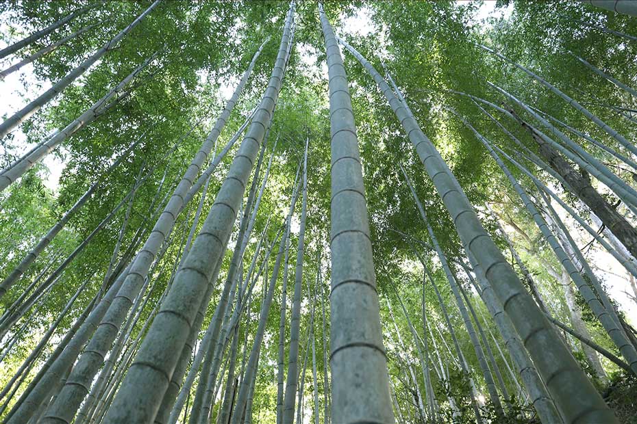 竹しゃもじ（角）に使えわれている孟宗竹