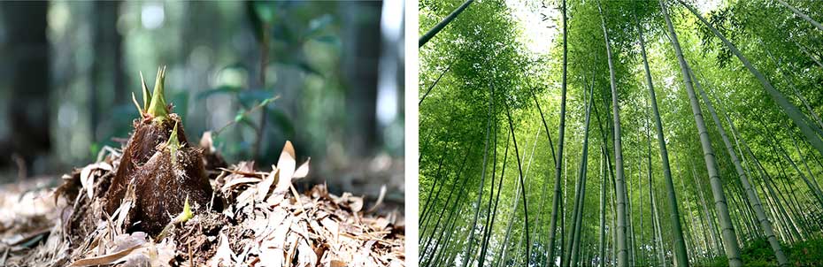 竹は継続利用可能な唯一の天然資源