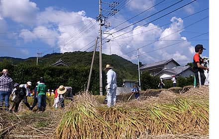 安和米の収穫